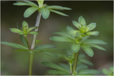 glad Walstro - Galium mollugo 