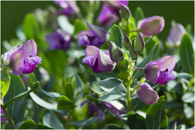 Vleugeltjesbloem - Polygala Myrtifola