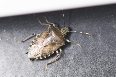grauwe Veldwants - Rhaphigaster nebulosa