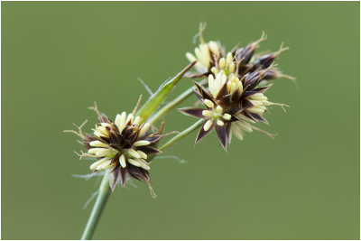 Gewone Veldbies - Luzula campestris