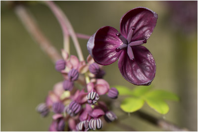 Chocoladerank - Akebia quinata