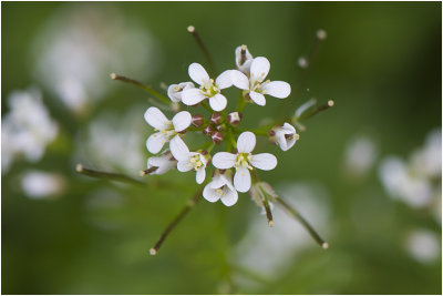 kleine Veldkers - Cardamine hirsuta