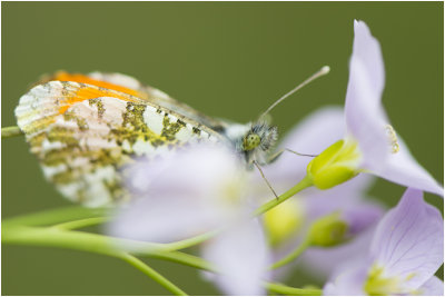 Oranjetipje - Anthocharis cardamines