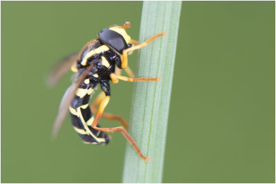 Streepcitroenzweefvlieg - Xanthogramma citrofasciatum