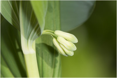 gewone Salomonszegel - Polygonatum multiflorum