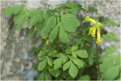  gele Helmbloem - Pseudofumaria lutea
