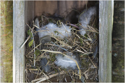 nest van de Ringmus in een nestkast