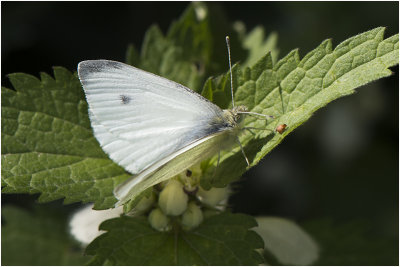 klein Koolwitje - Pieris rapae