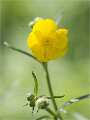 scherpe Boterbloem - Ranunculus acris