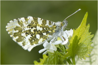 Oranjetipje - Anthocharis cardamines