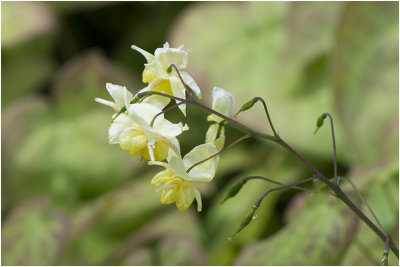 Elfenbloem - Epimedium versicolor 