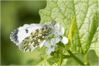 Oranjetipje - Anthocharis cardamines