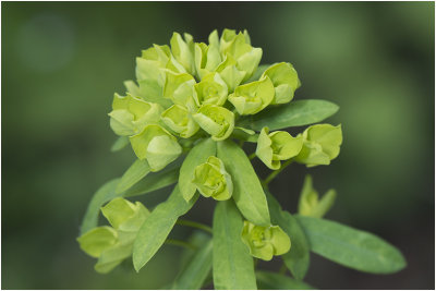 Heksenmelk  - Euphorbia esula