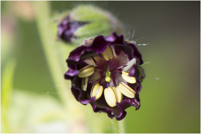 donkere Ooievaarsbek - Geranium phaeum