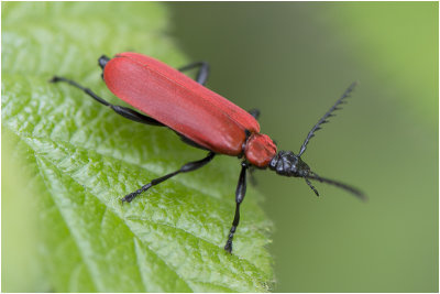 Zwartkopvuurkever - Pyrochroa coccinea