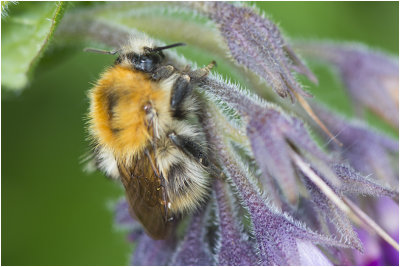 Akkerhommel - Bombus pascuorum