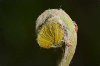 Koningsvaren - Osmunda regalis