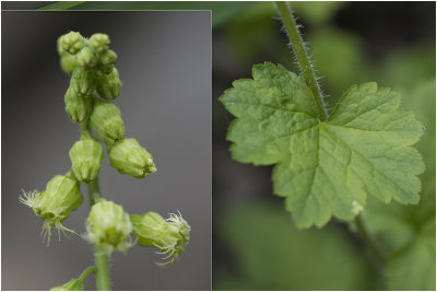 fraaie Franjekelk - Tellima grandiflora