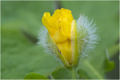 stinkende Gouwe - Chelidonium majus