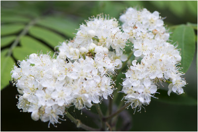 witte Acacia - Acacia robinia