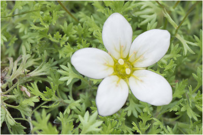 Steenbreeksoort - Saxifraga Corbariensis