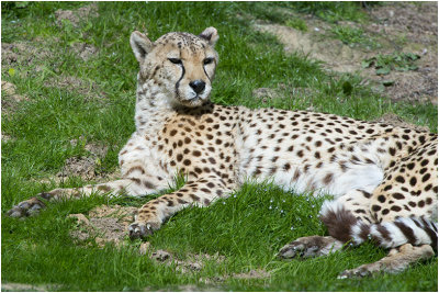 Cheetah - Luipaard