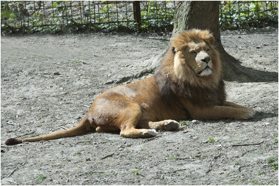 Leeuw - Panthera leo