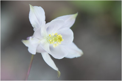 wilde Akelei - Aquilegia vulgaris