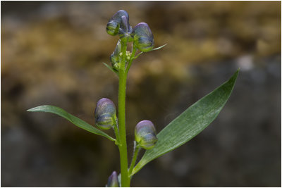 blauwe Monnikskap - Aconitum napellus