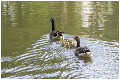 odd couple of geese?