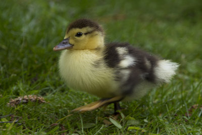 GALLERY  eenden - ducks