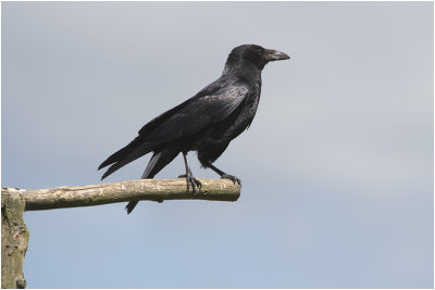 zwarte Kraai - Corvus corone