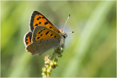 kleine Vuurvlinder - Lycaena phlaeas