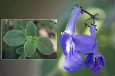 Kaapse primula - Streptocarpus Saxorum