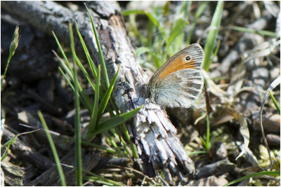 Hooibeestje - Coenonympha pamphilusi