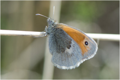 Hooibeestje - Coenonympha pamphilusi