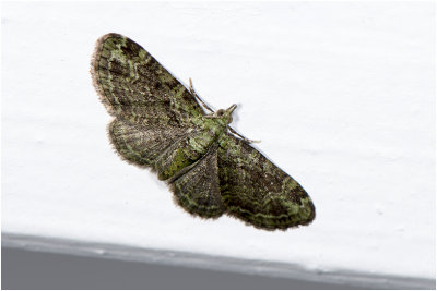 groene Dwergspanner - Pasiphila rectangulata