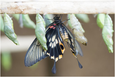 grote Mormoon - Papilio memnon