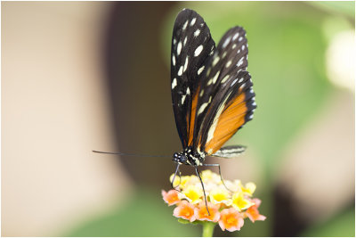 Passiebloemvlinder - Heliconius hecale