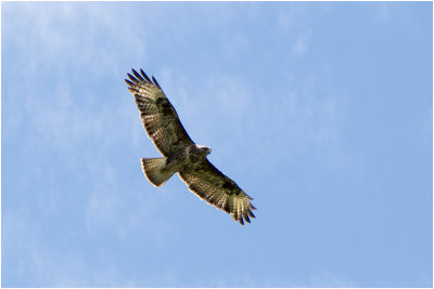 GALLERY BUIZERD - BUTEO buteo