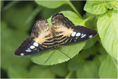 Clipper vlinder - Parthenos sylvia