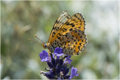 tweekleurige Parelmoervlinder - Melitaea didyma