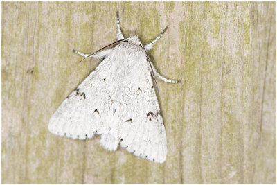 Schaapje - Acronicta leporina