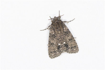 Zuringuil - Acronicta rumicis