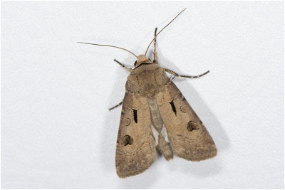 gewone Worteluil - Agrotis exclamationis