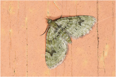 V-Dwergspanner - Chloroclystis v-ata