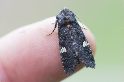 Perzikkruiduil - Melanchra persicariae