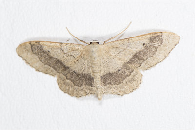 grijze Stipspanner - Idaea aversata