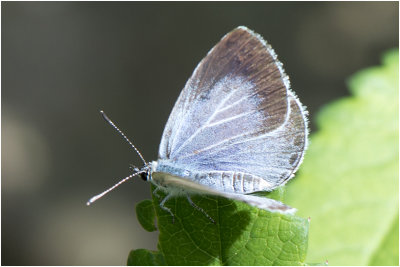 Boomblauwtje - Celastrina Argiolus