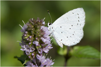 Boomblauwtje - Celastrina argiolus